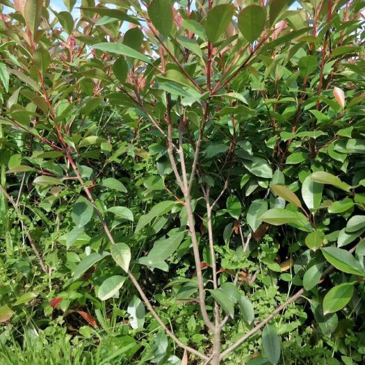 周至县西安优质红叶石楠基地-西安红叶石楠最新价格-西安红叶石楠批发