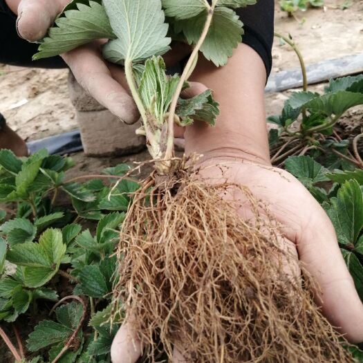 西安 章姬红颜草莓苗