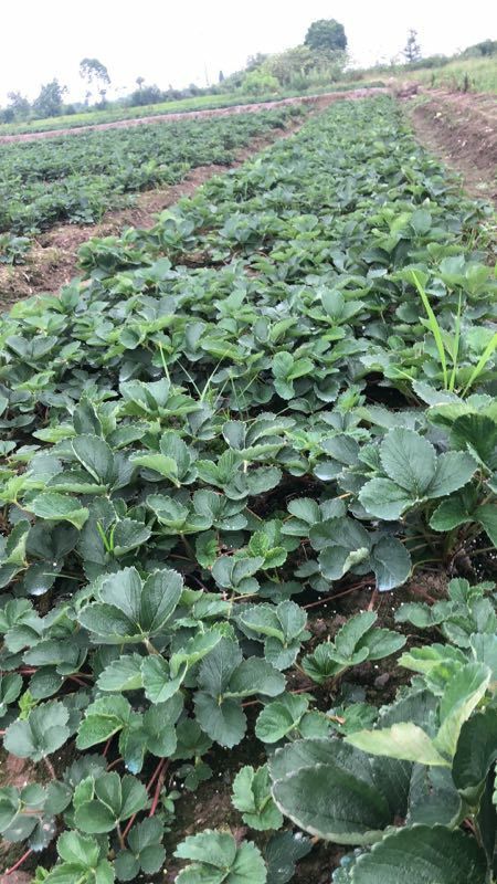 余姚市红颜草莓苗 10~20公分 地栽苗