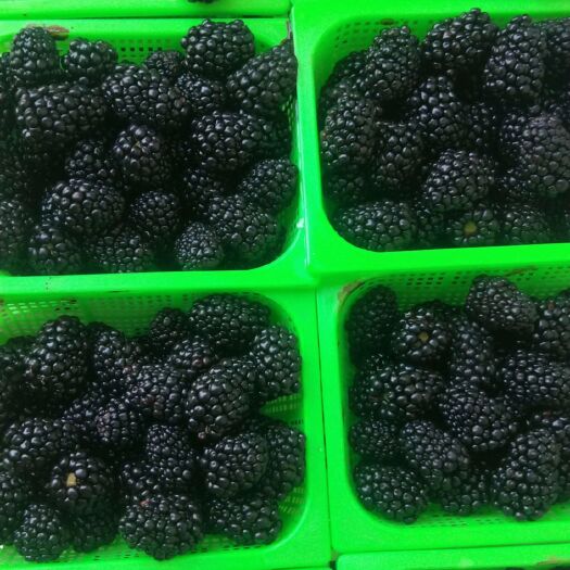  黑莓是现在市场上水果之王