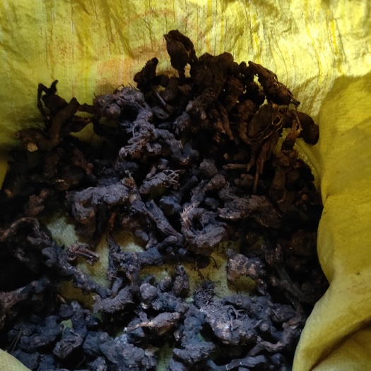 牙克石市北苍术  纯东北仓术，朱砂点多