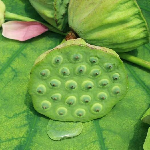 南昌 乡下自己种植莲蓬