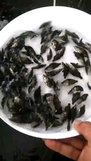 广州 桂花鱼苗淡水鱼苗批发：基地直销-价格优惠，品种齐全。