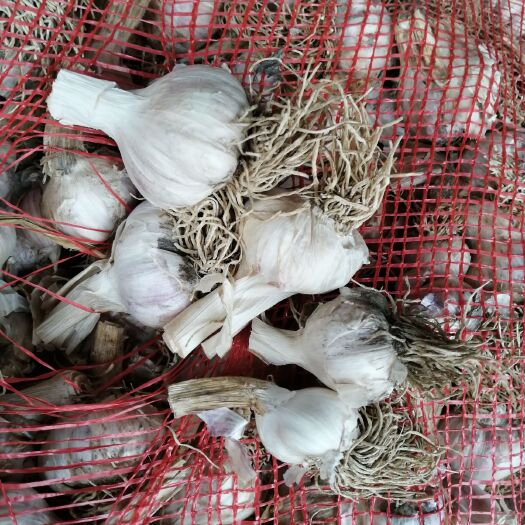 盐城红皮大蒜 优质蒜头供应