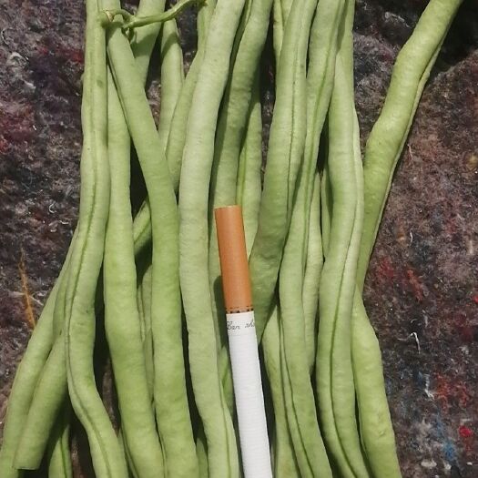 武山县架豆王豆角 架豆王，便宜了货源充足，可做烘干