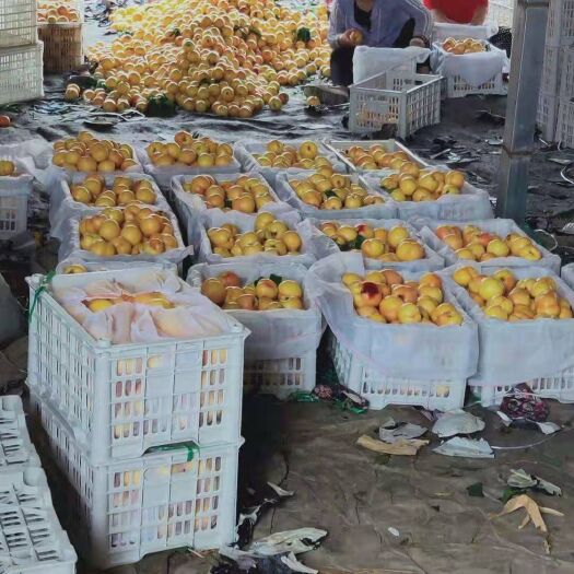 大连中油4号油桃 已城相待，真诚合作