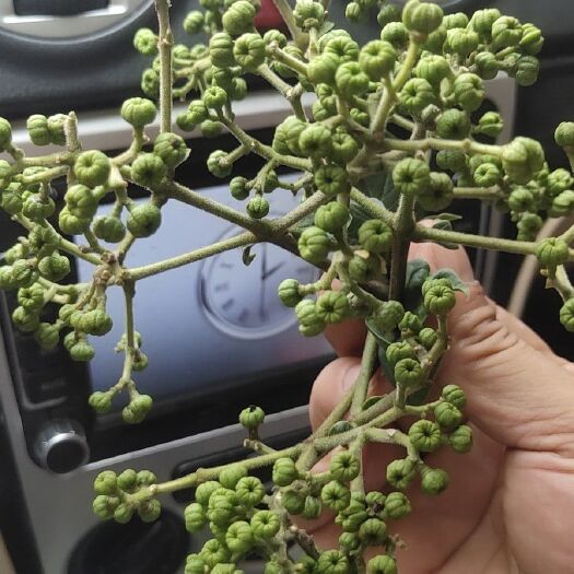 桂林吴茱萸