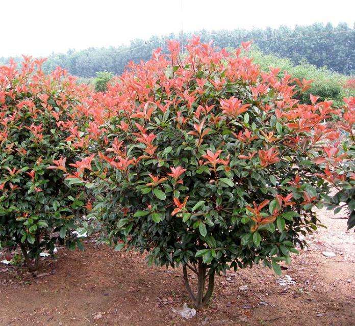 泰安 红叶石楠球，树型优美，适合各种环境种植。
