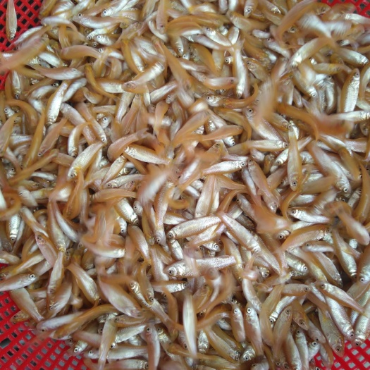 广州 金草鱼苗  俄罗斯金草鱼苗