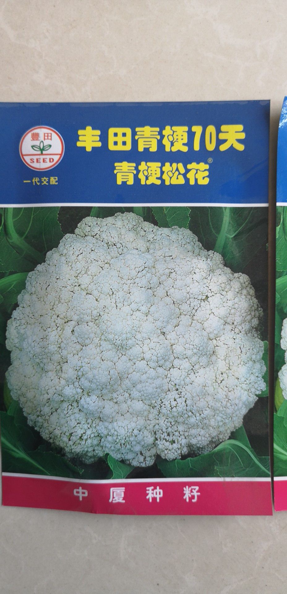 丰田70青梗菜种子  春秋可播梗绿，花球美观