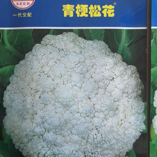 济南丰田70青梗菜种子  春秋可播梗绿，花球美观