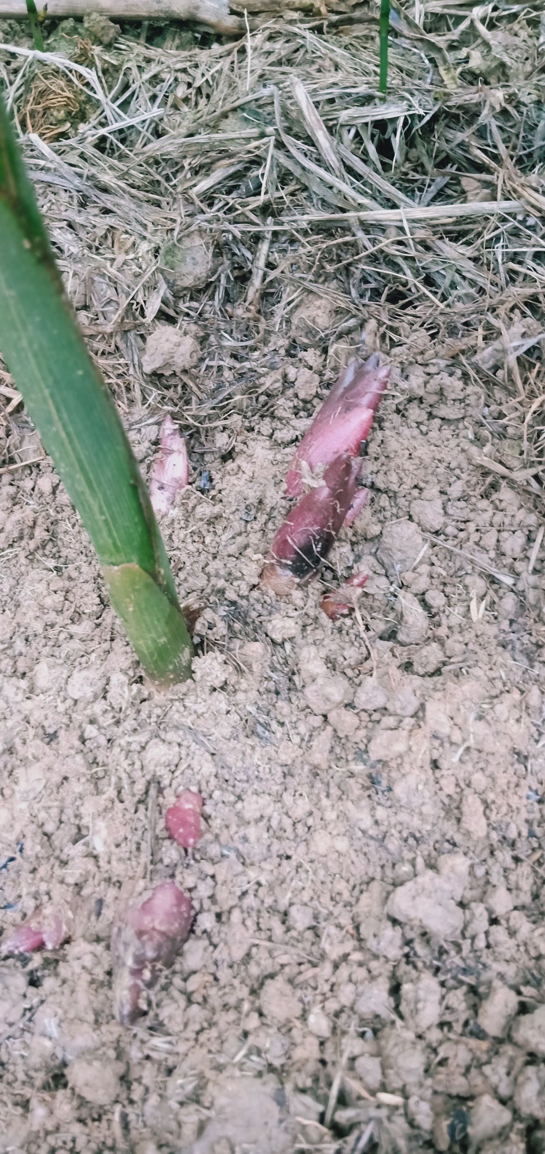阳荷 ，治疼痛，药食两用，味道鲜美，泡莱，炒肉，凉拌纯山珍
