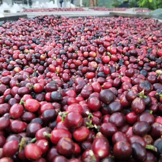 思茅 咖啡豆: