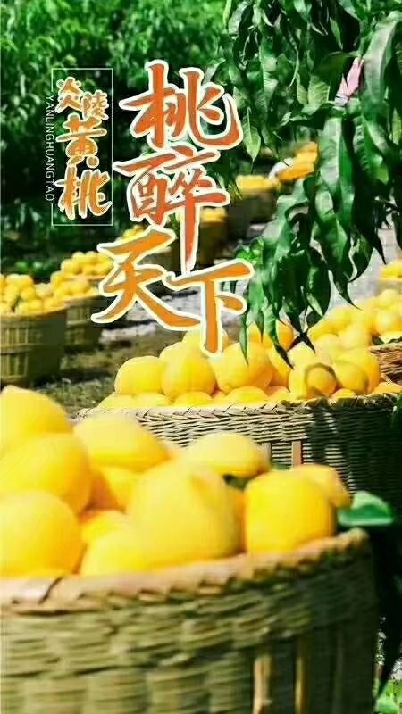 炎陵县锦绣黄桃 60mm以上 3 - 4两