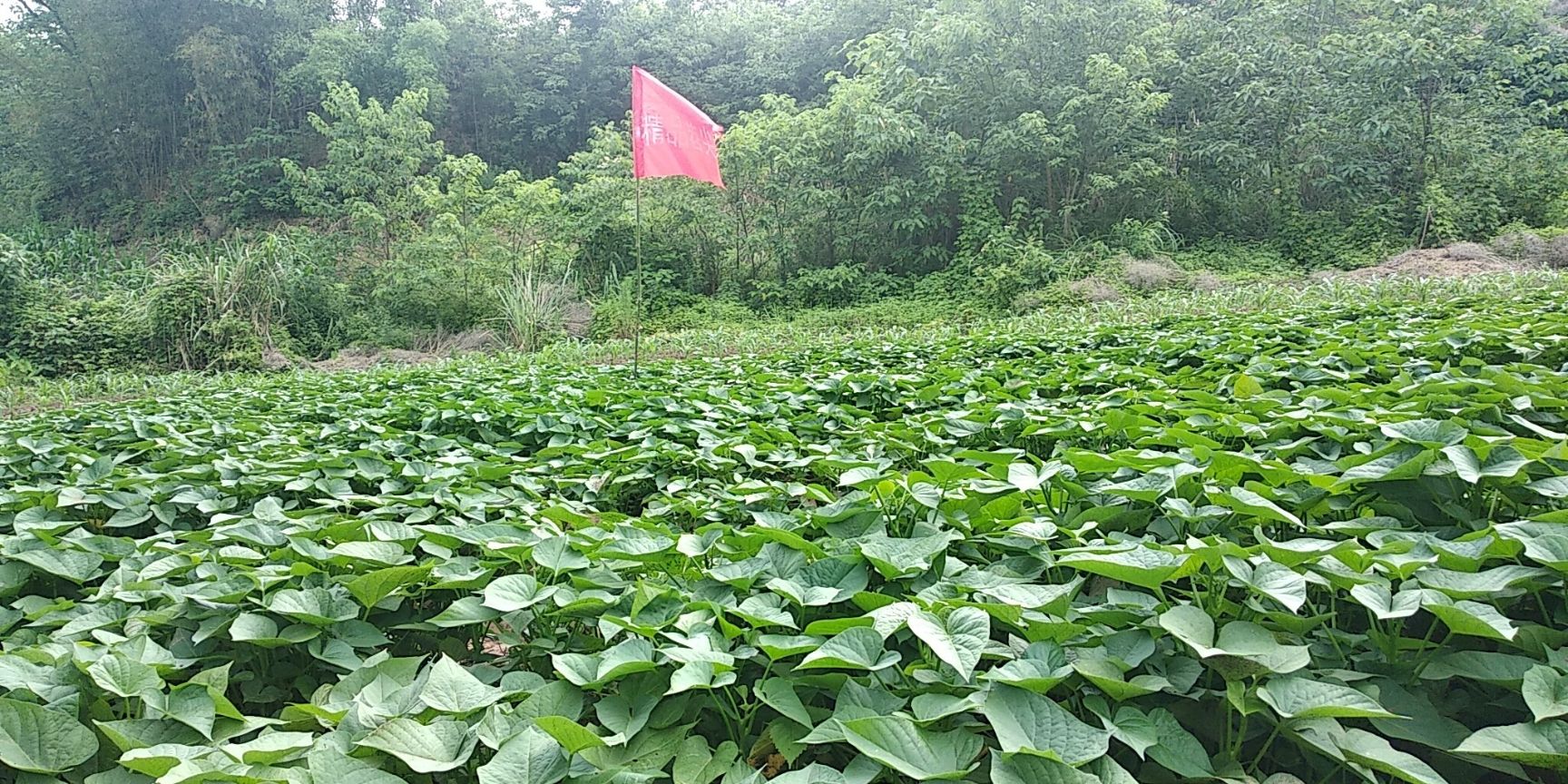  本苕尖基地一年四季（冬季產(chǎn)量稍減）供應(yīng)優(yōu)質(zhì)有機(jī)種植苕尖