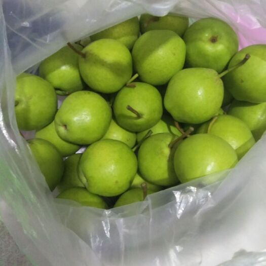 绥中县早酥梨 60mm以上 2-3g