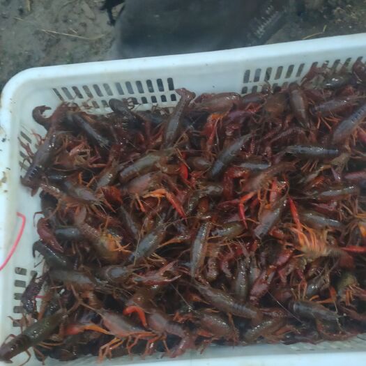 仙桃市红壳小龙虾 深水龙虾