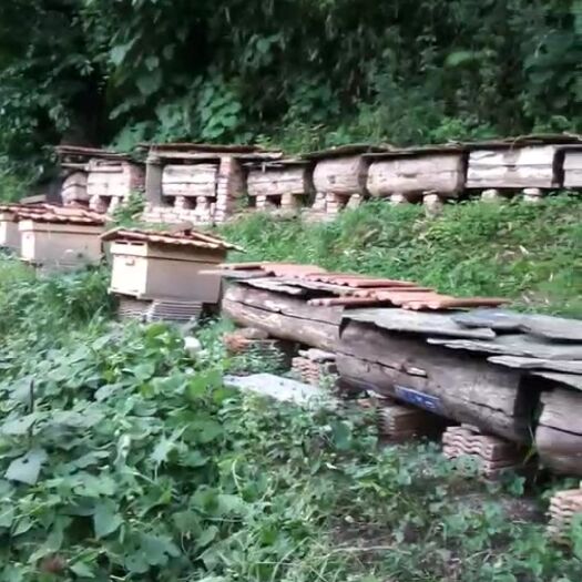 康县 甘肃康县特产，大山深处的好蜂蜜