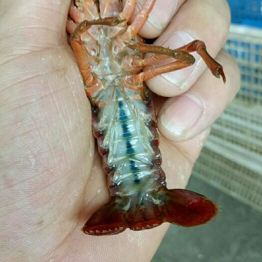 潜江市潜江小龙虾 潜江原产地直供货，货源充足，规格硬