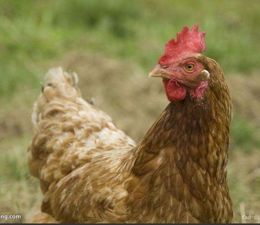  50-120日龄海兰褐青年鸡