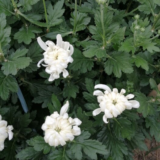 定兴县黄白菊 自种自销