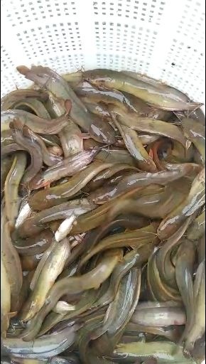 广州 三黄塘虱鱼苗