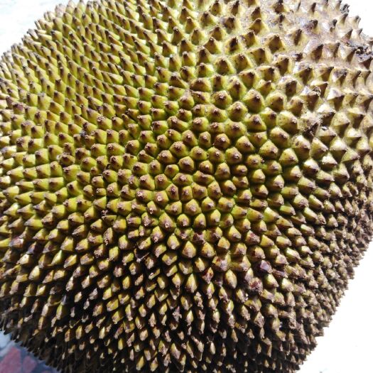 博白县皇后菠萝 不打药