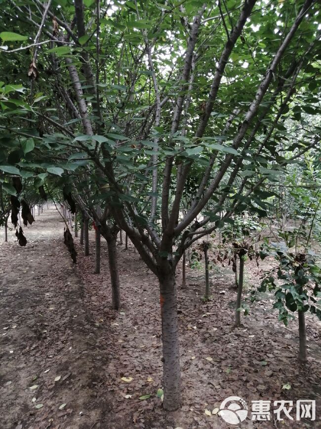  晚樱花，树型优美，适合各种适合各种环境种植。