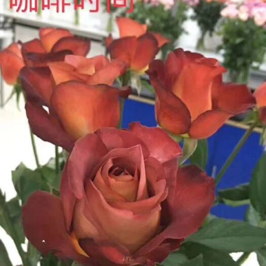  大花月季咖啡時(shí)間小苗