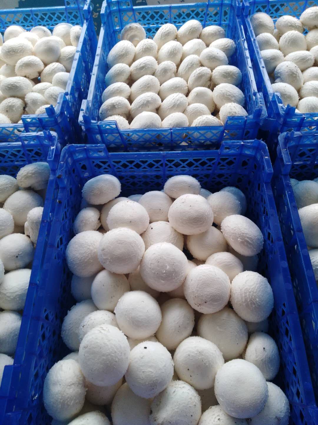 兰考县双孢菇  双孢白菇（4-5cm）、全年供应、欢迎批发商来电合