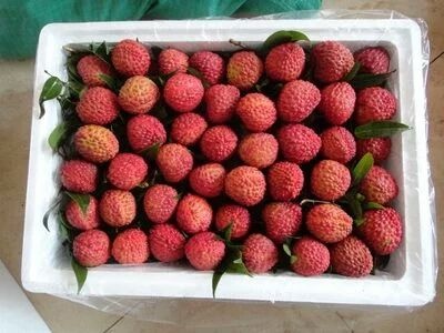 灵山县荔枝王苗 超大个  甜度够足
