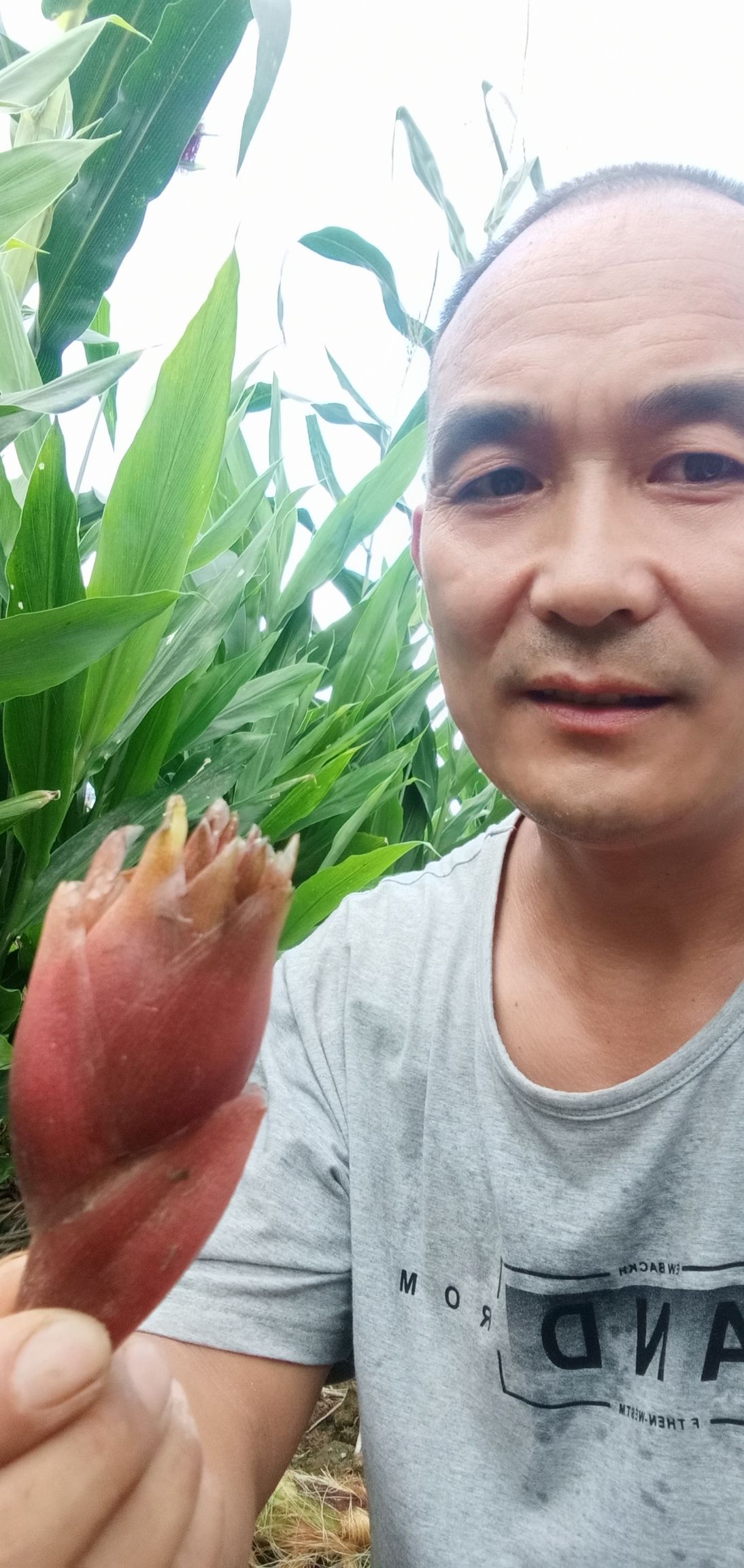阳荷 ，治疼痛，药食两用，味道鲜美，泡莱，炒肉，凉拌纯山珍