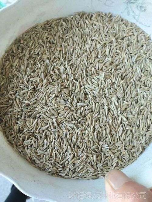 沭阳县四季青草坪种子高羊茅狗牙根黑麦草早熟禾耐践踏庭院护坡草