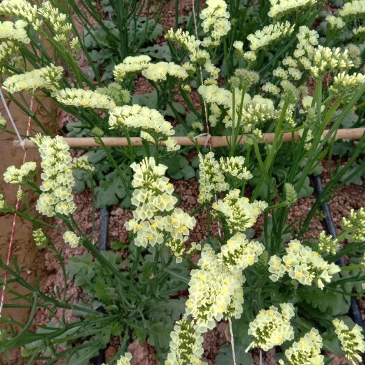 勿忘我花茶
