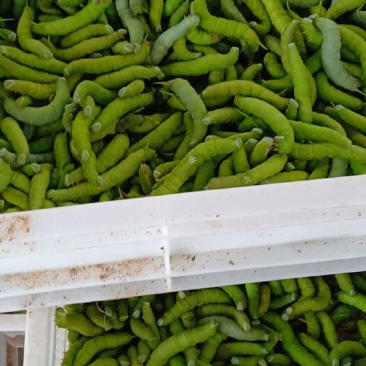 遂溪县 大量发财树豆虫