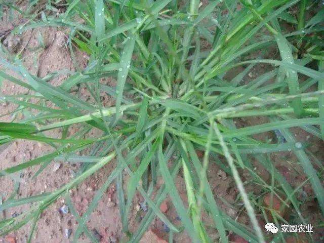  牛筋草