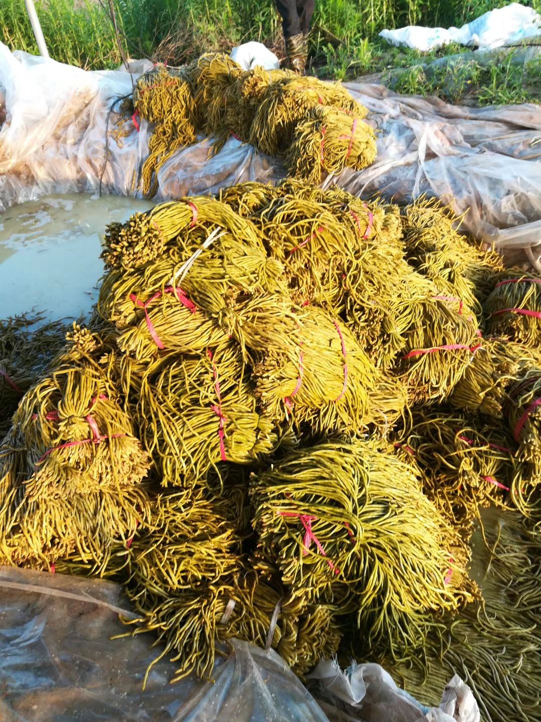 腌豆角  酸豆角（酸辣脆爽、无任何防腐剂）