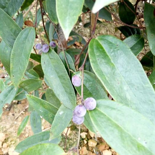 台山市 牛大力土茯苓猪骨汤是一道传统药膳，属于粤菜系。祛湿清热，活络
