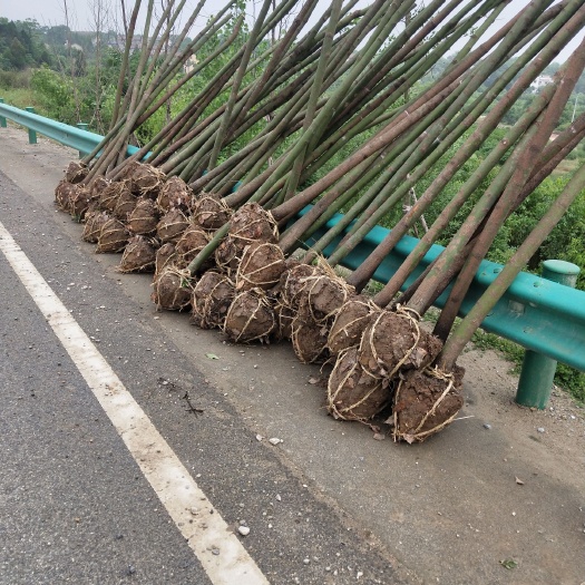 孝昌县小叶樟 苗木种植农户