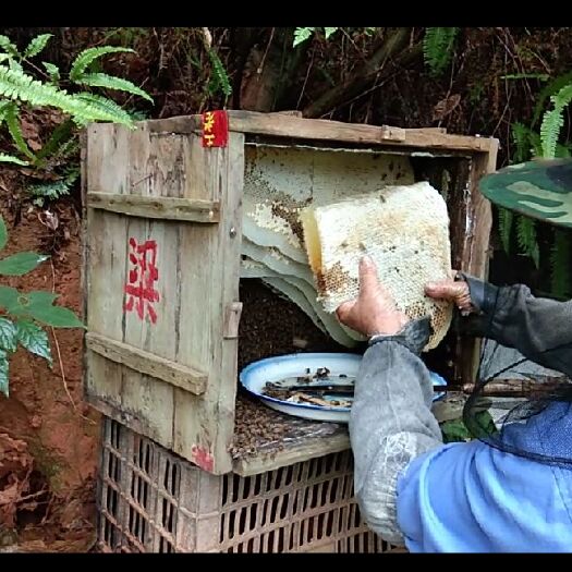 信丰县土蜂蜜 百花蜜，天然,，其与众不同香甜，采自于北江源深山老林