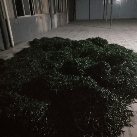 紫云县 贵州特色朝天椒