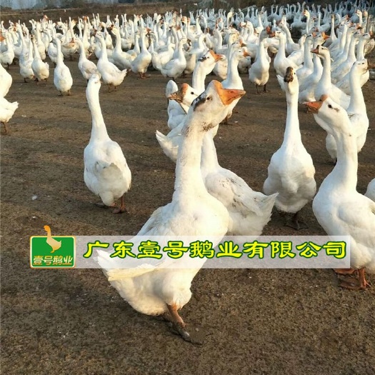 广州 大三花鹅苗 大白鹅苗 厂家直销 包打疫苗 包运输路损