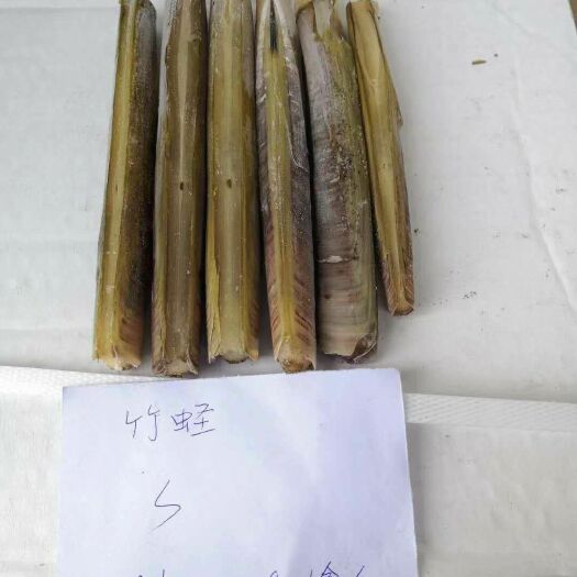 北京竹蛏王 超大竹蛏子，正关，国外一手货源。