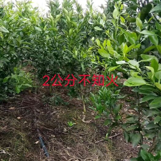 简阳市不知火苗 不知火