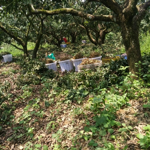 玉林石硖龙眼 大量岀售