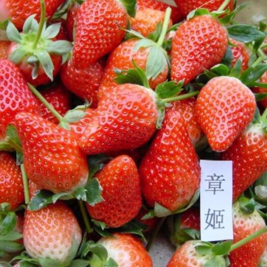 泰安章姬草莓苗  章姬甜宝草莓苗