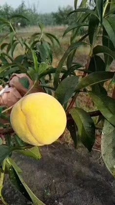 炎陵县 炎陵黄桃需要的联系