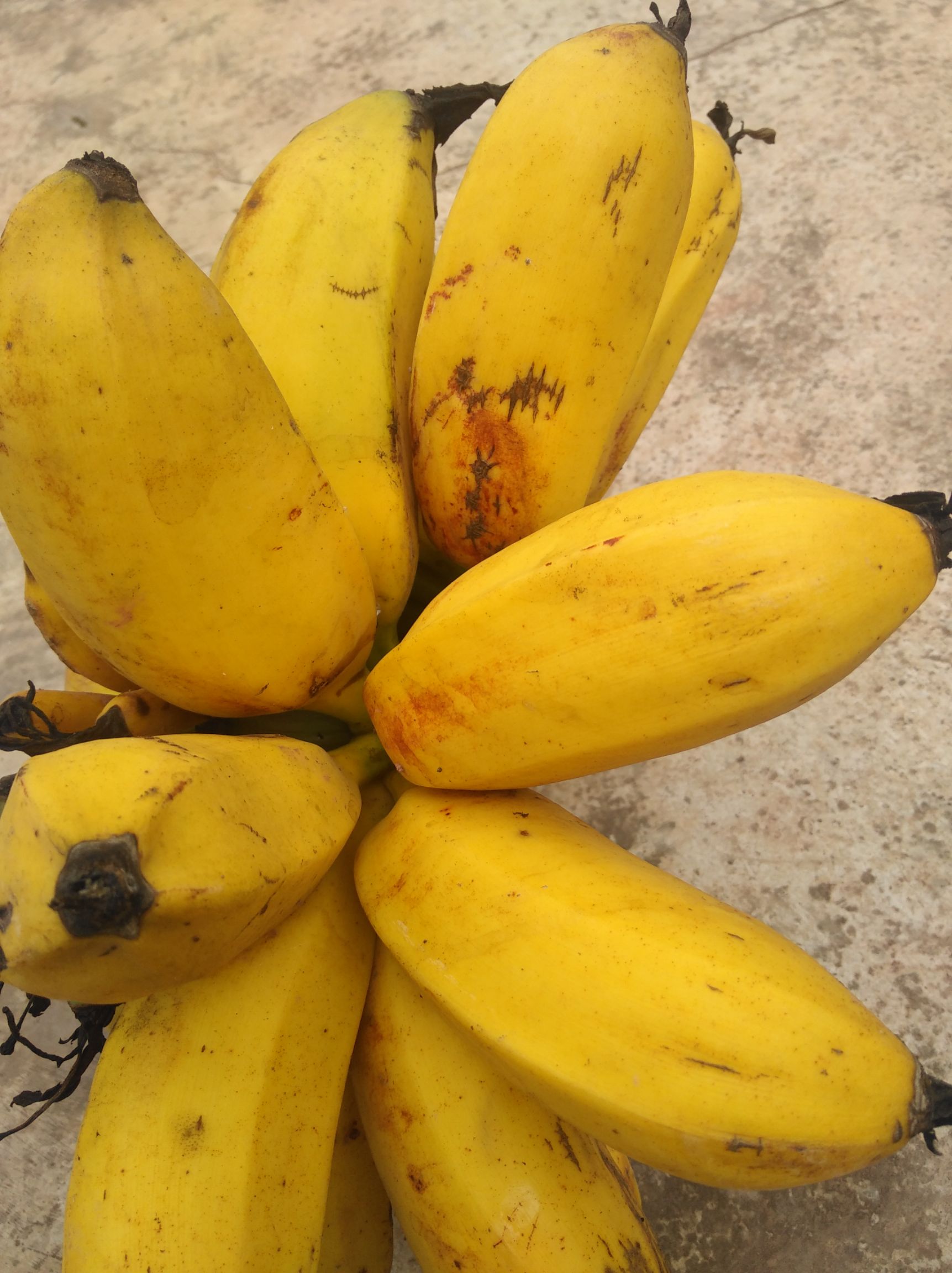 漾濞彝族自治縣芭蕉  農家巴蕉