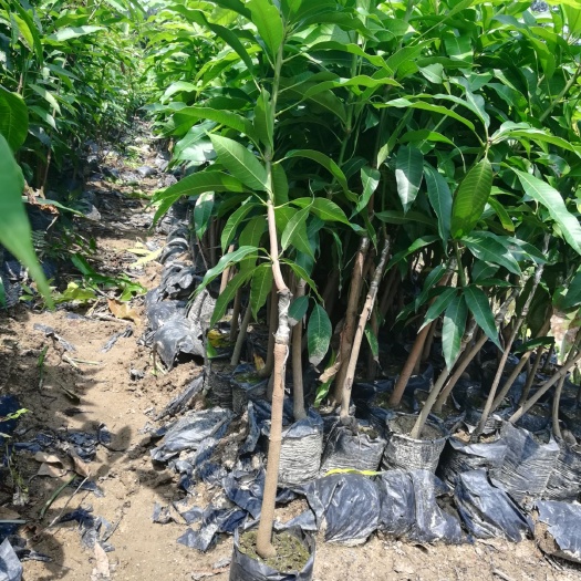 灵山县台农芒果苗 果树苗  台农芒果芒  易管理产量高