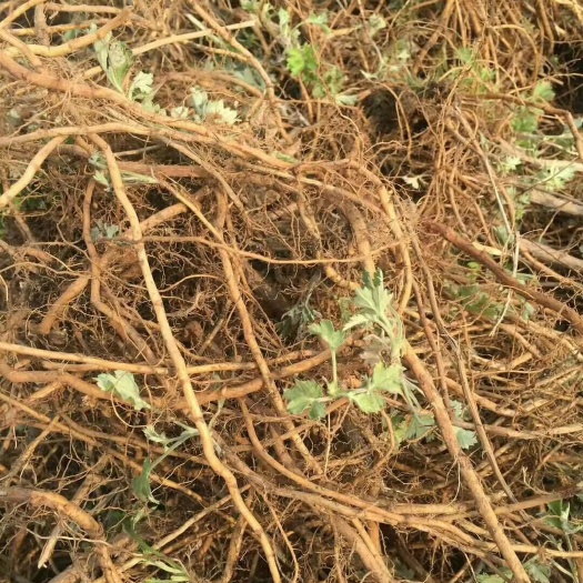 唐河县艾草种子 艾根，预订了，有需要种植的联系我，包技术，包销售